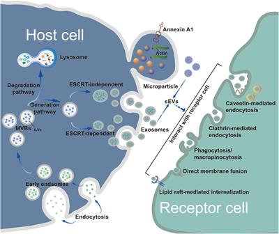 Clinical significance of small extracellular vesicles in cholangiocarcinoma
